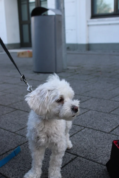 Ein kleiner weißer Hund an einer Leine auf einem gepflasterten Weg.